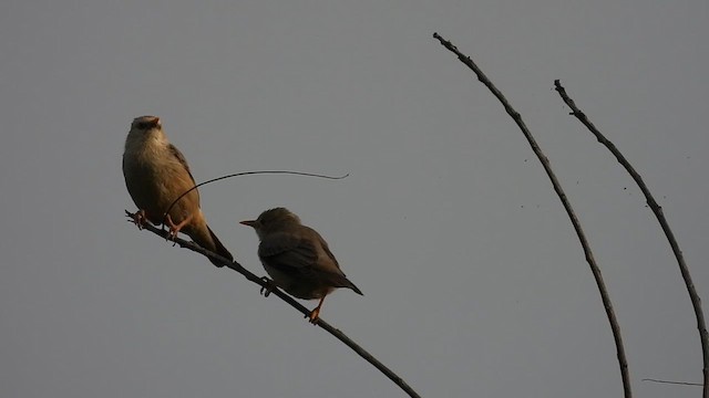 Malabar Starling - ML620701819