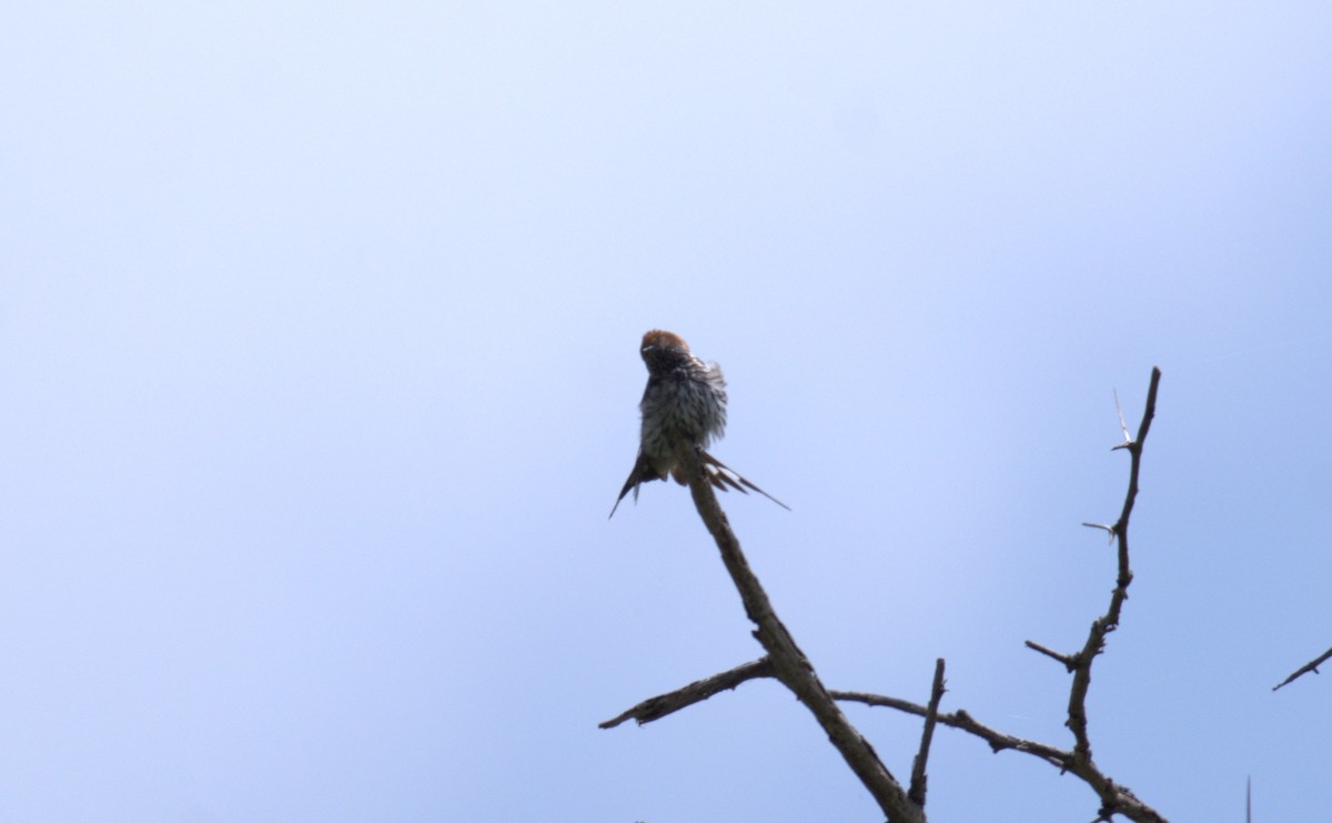 Lesser Striped Swallow - ML620701821