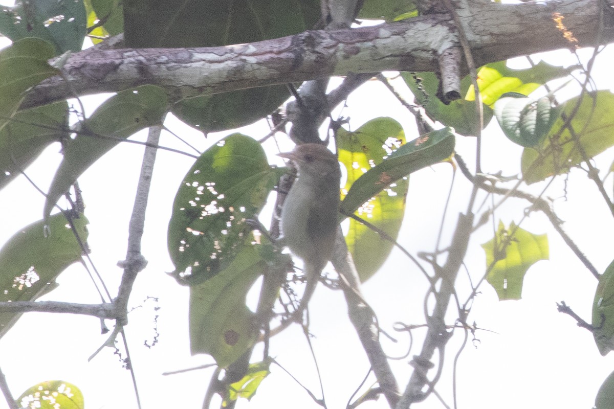 Brown-headed Greenlet - ML620701827