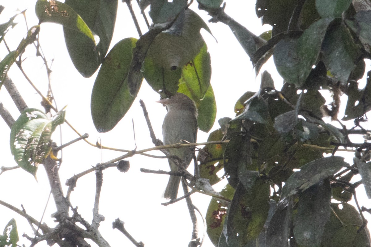 Brown-headed Greenlet - ML620701828