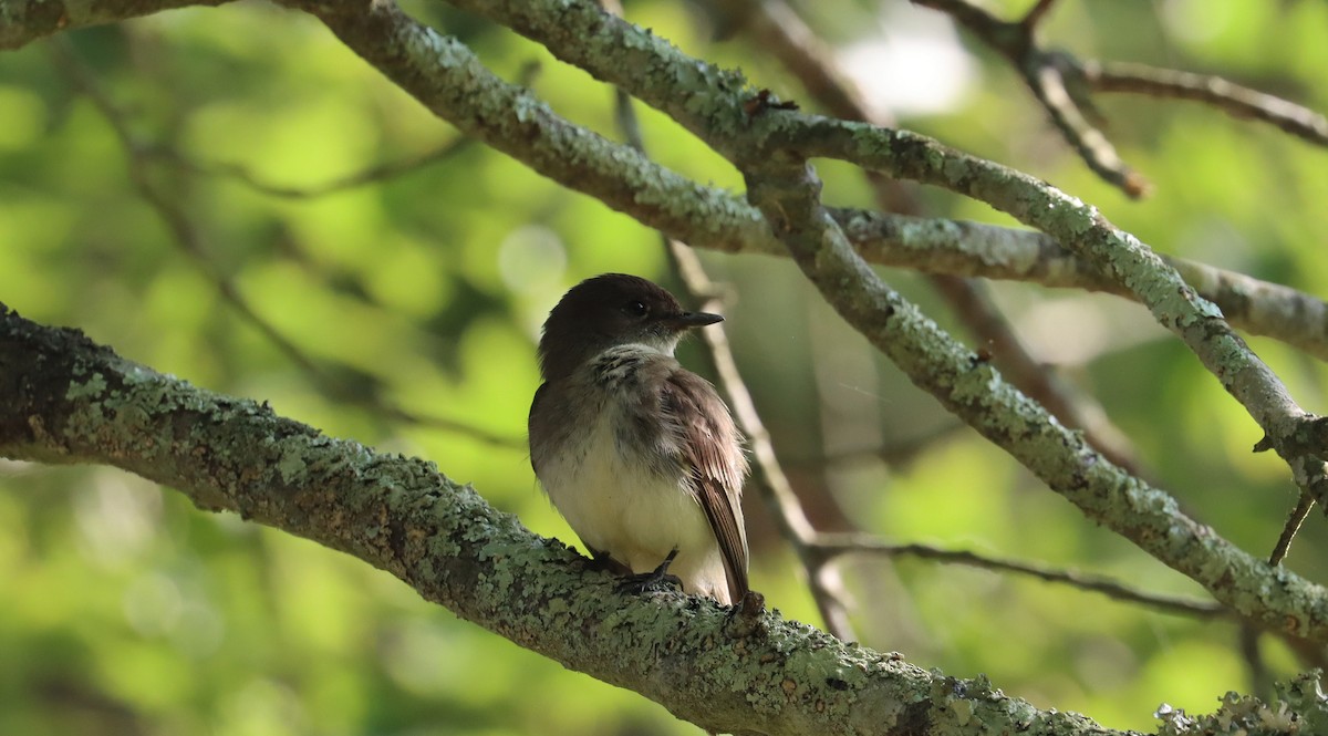 Eastern Phoebe - Stefan Mutchnick