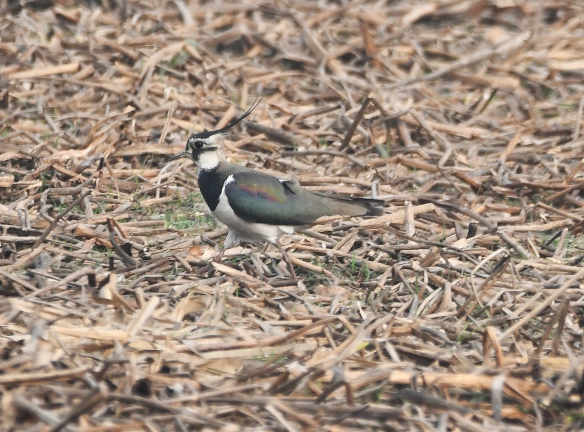 Northern Lapwing - ML620701834