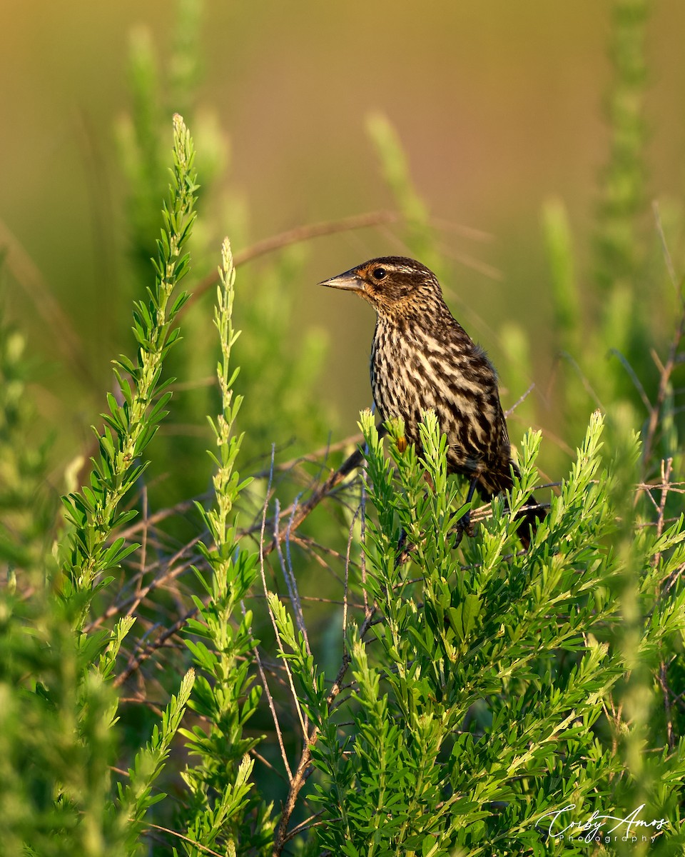 Red-winged Blackbird - ML620701837