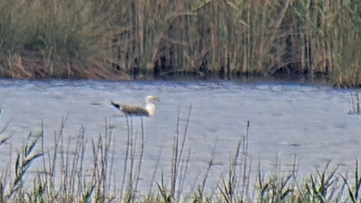 Gaviota Sombría - ML620701838