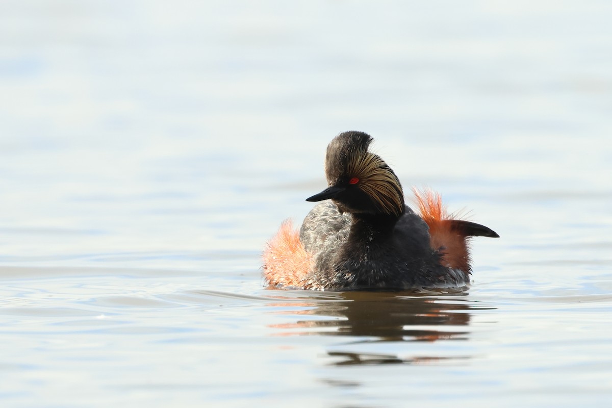 Eared Grebe - ML620701842