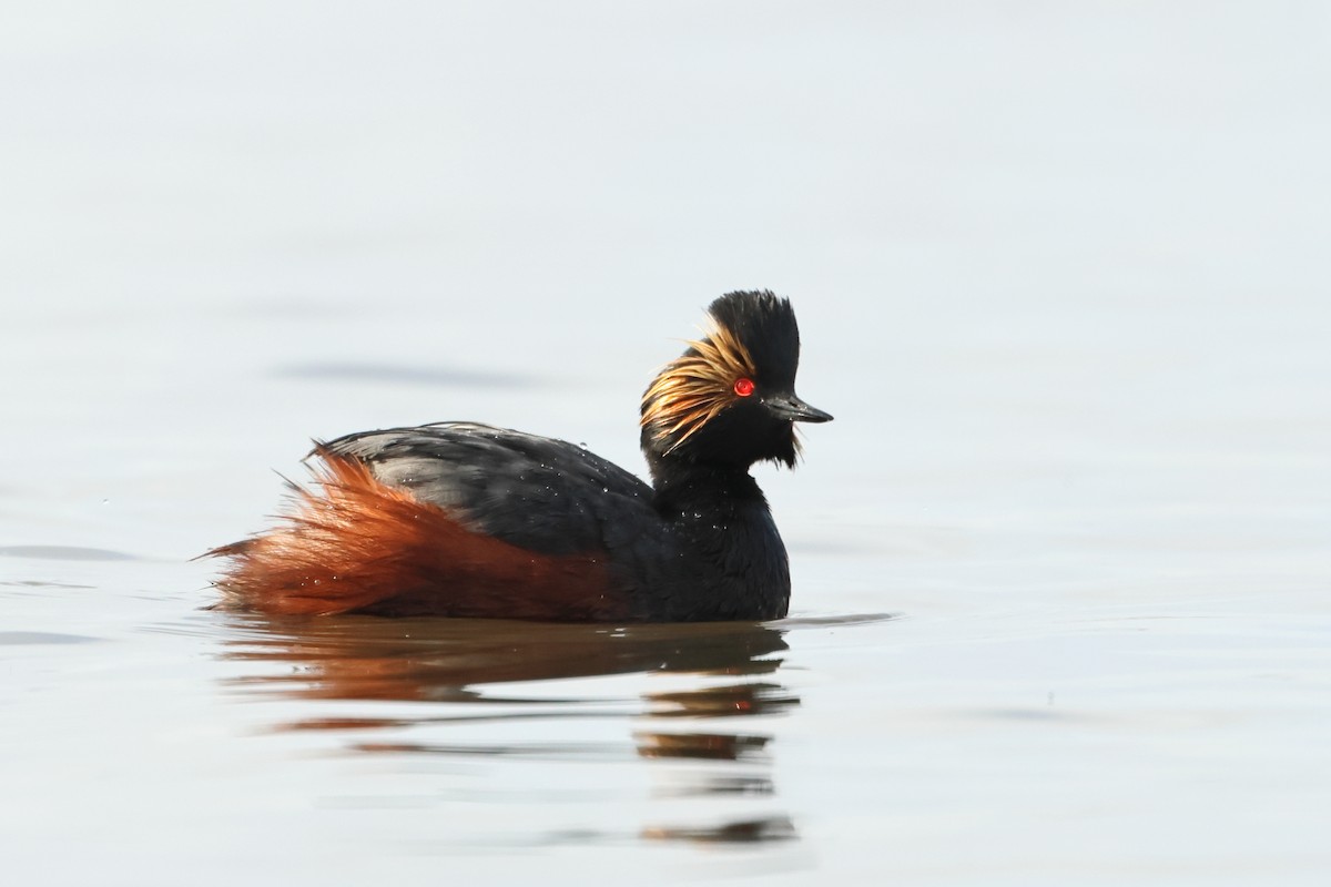 Eared Grebe - ML620701843