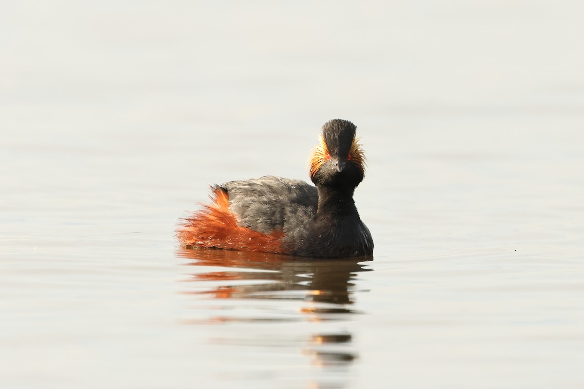 Eared Grebe - Serge Rivard