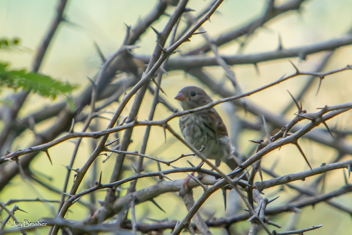 Field Sparrow - ML620701845