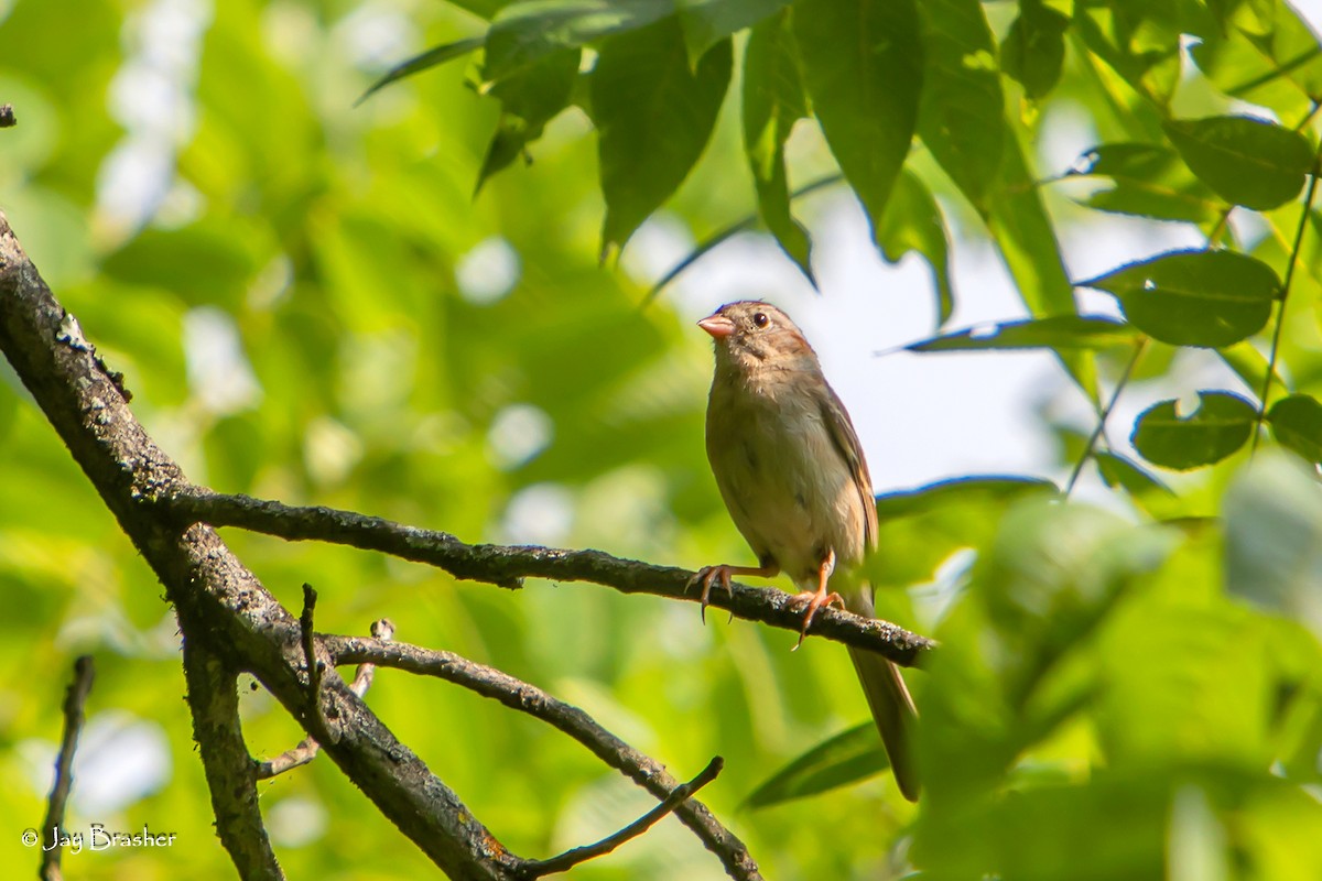 Field Sparrow - ML620701847