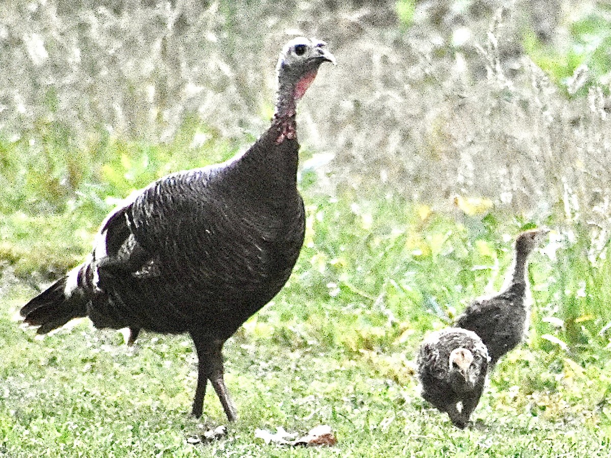 Wild Turkey - ML620701851