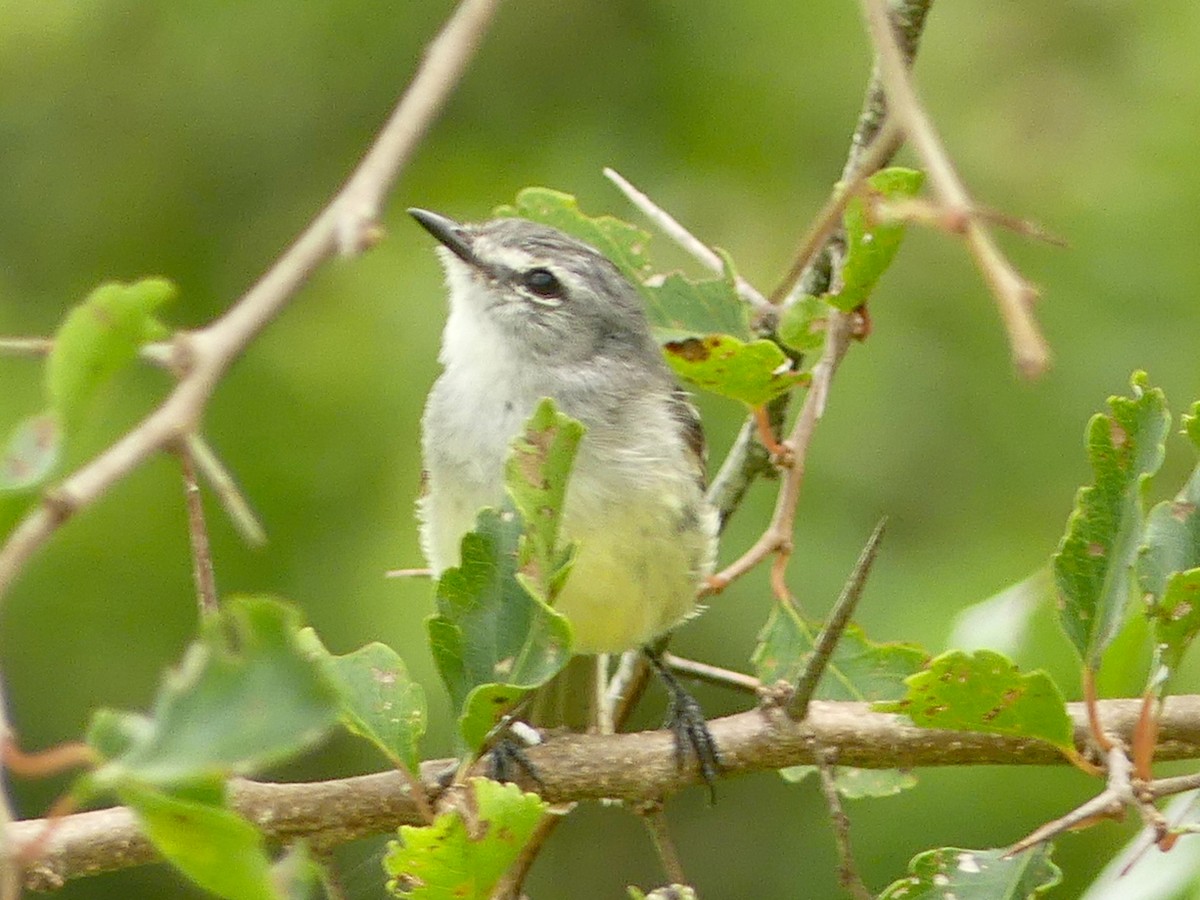 White-crested Tyrannulet - ML620701862