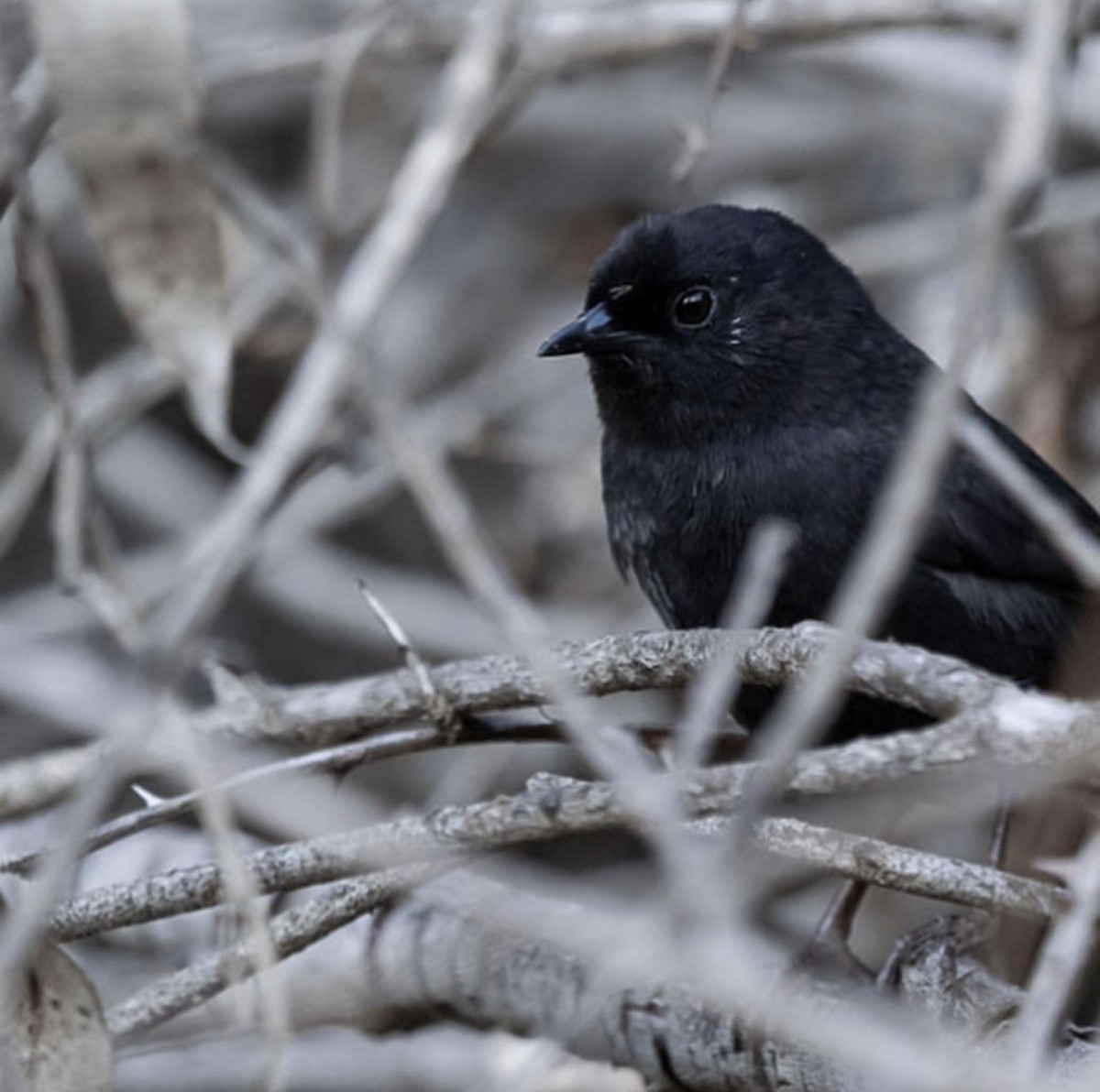 Dusky Tapaculo - Sergio Jaque Bopp