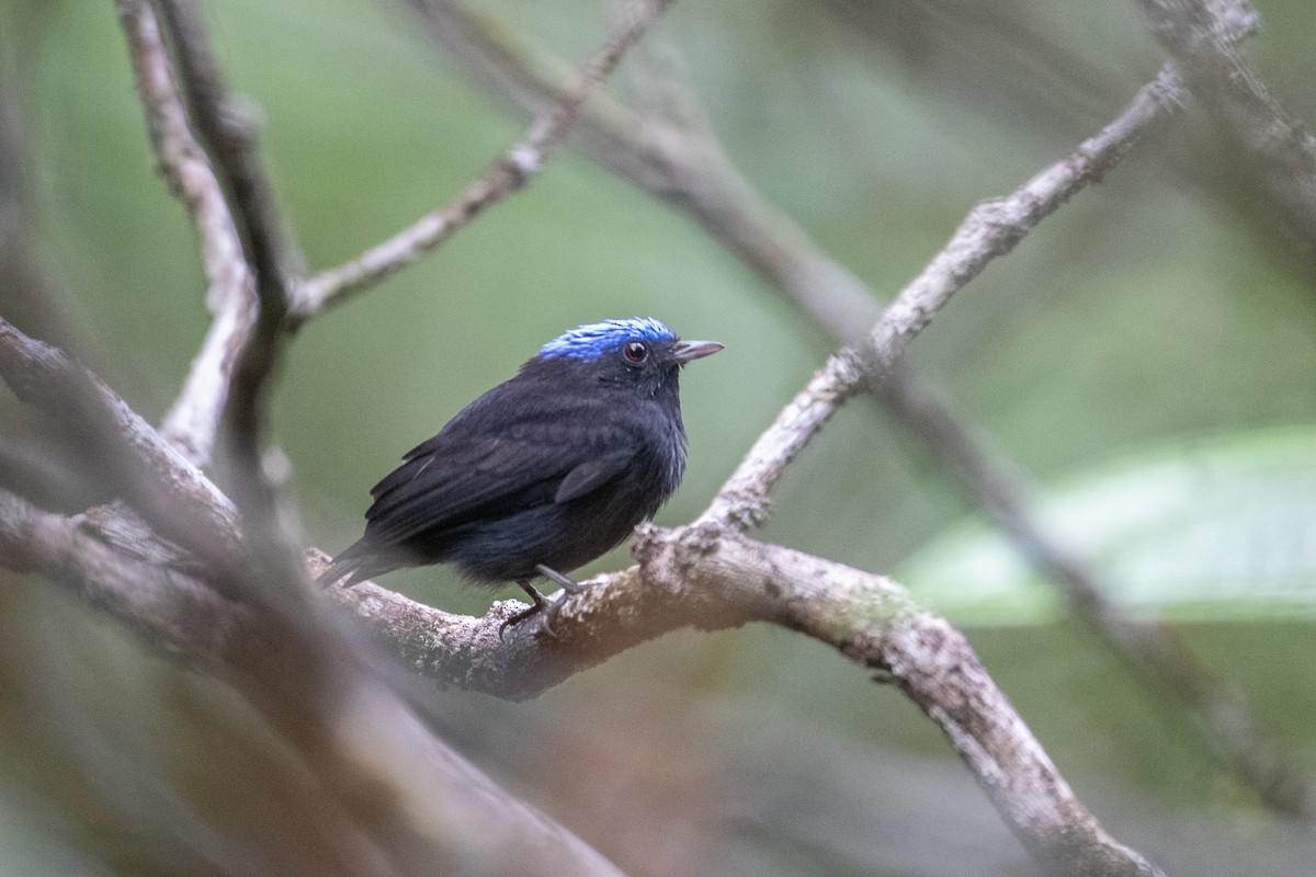 Blue-capped Manakin - ML620701873