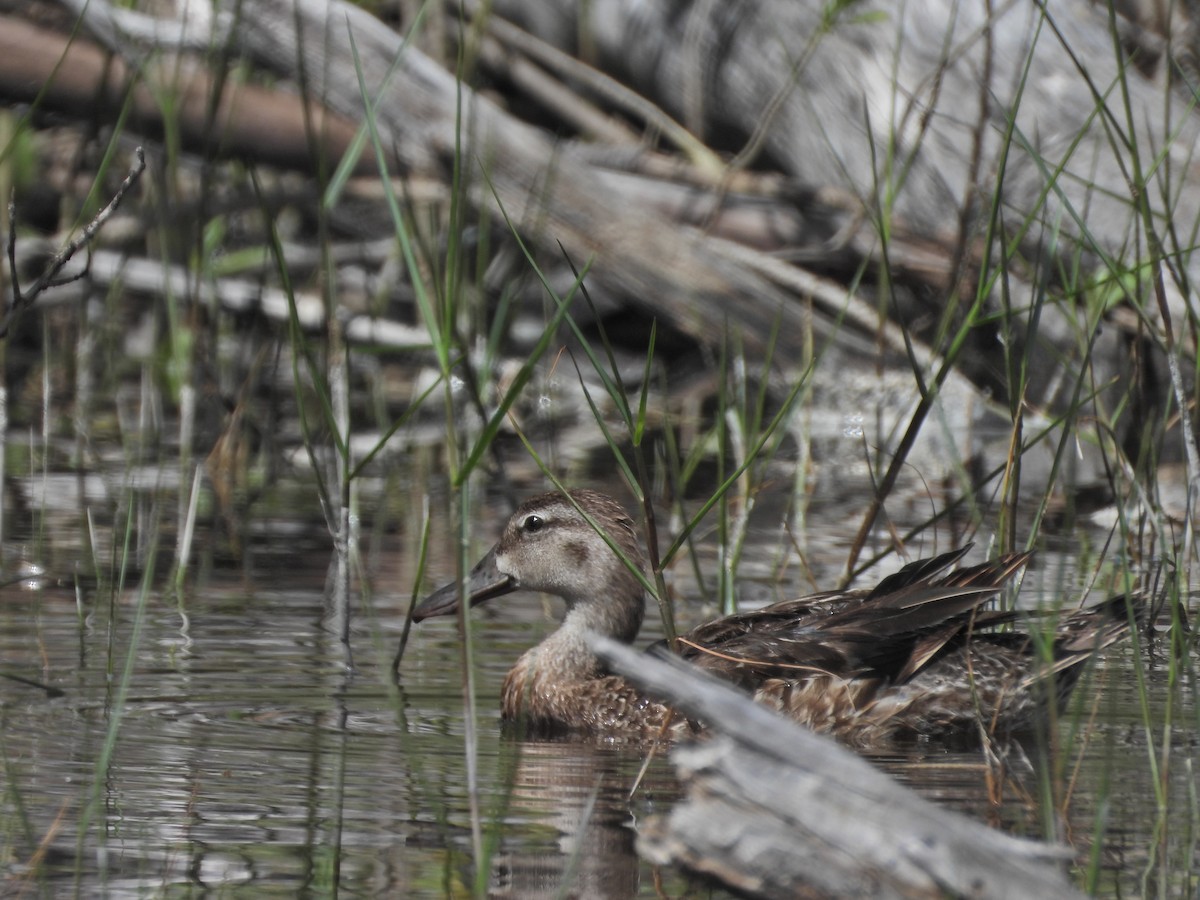 Blue-winged Teal - ML620701874