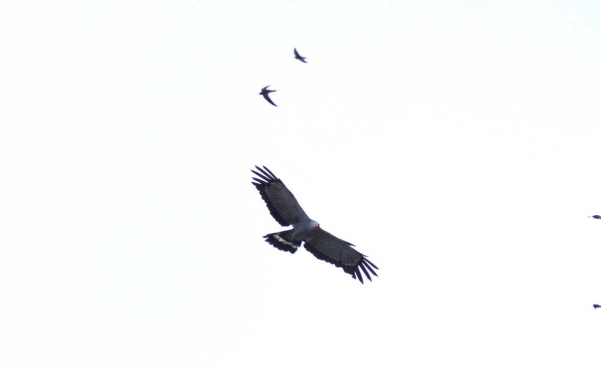 African Harrier-Hawk - AJAY ARNOLD