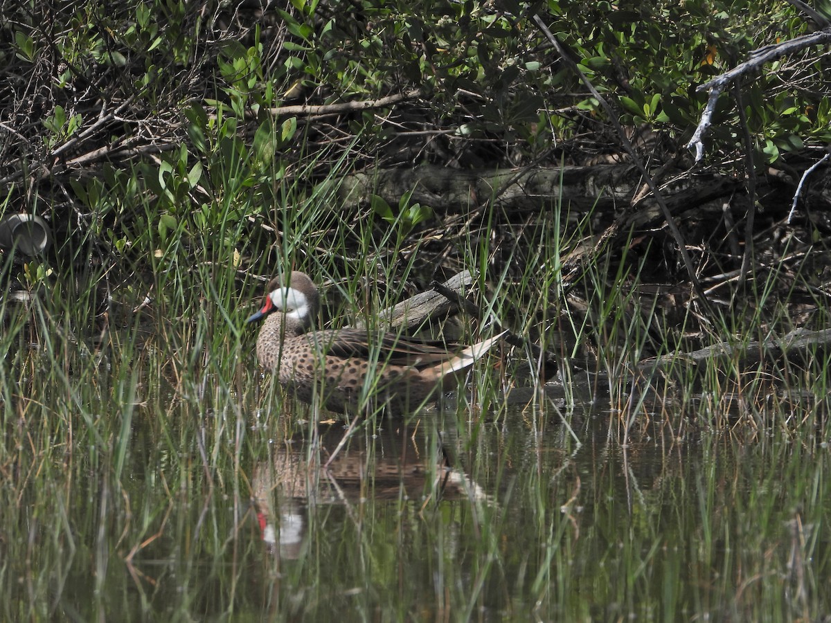 White-cheeked Pintail - Martha Cartwright