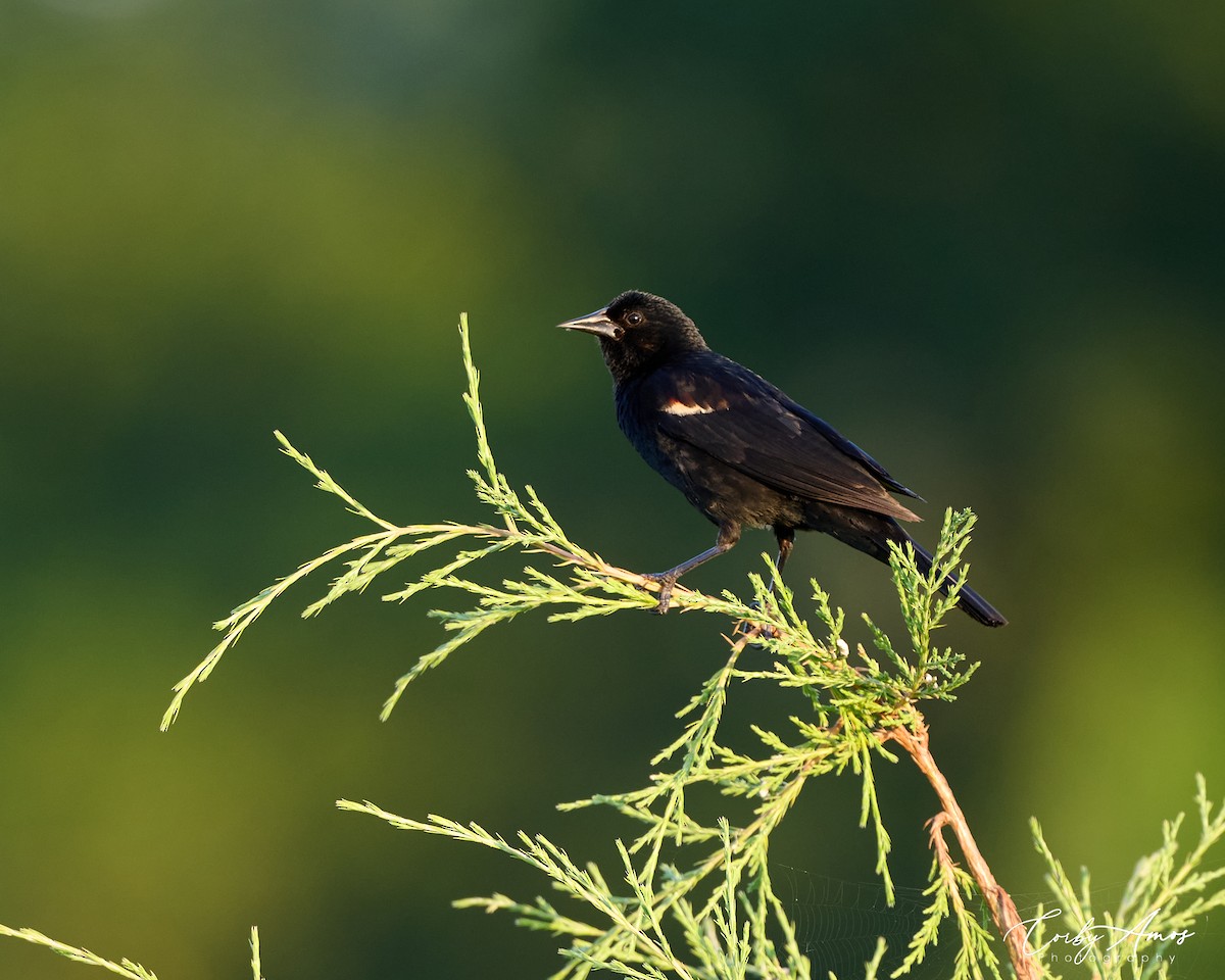 Red-winged Blackbird - Corby Amos