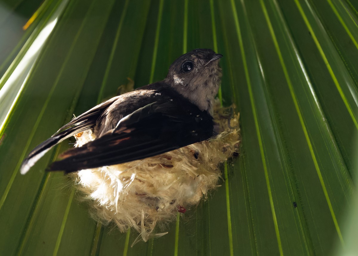 Asian Palm Swift - Ayuwat Jearwattanakanok