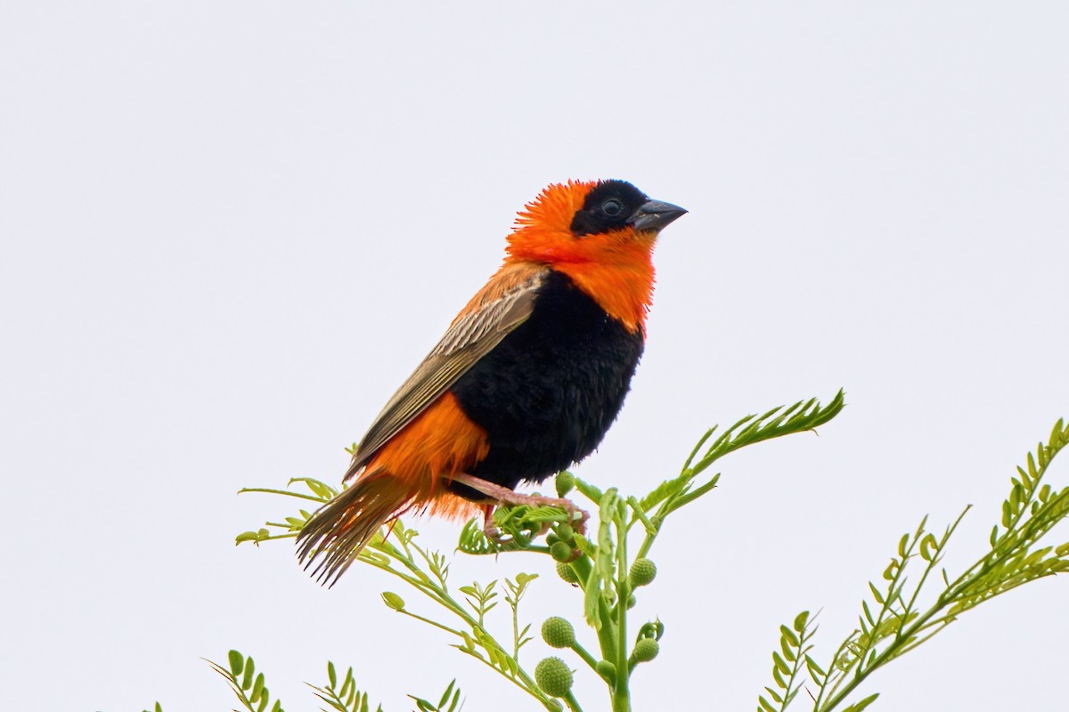 Northern Red Bishop - ML620701885