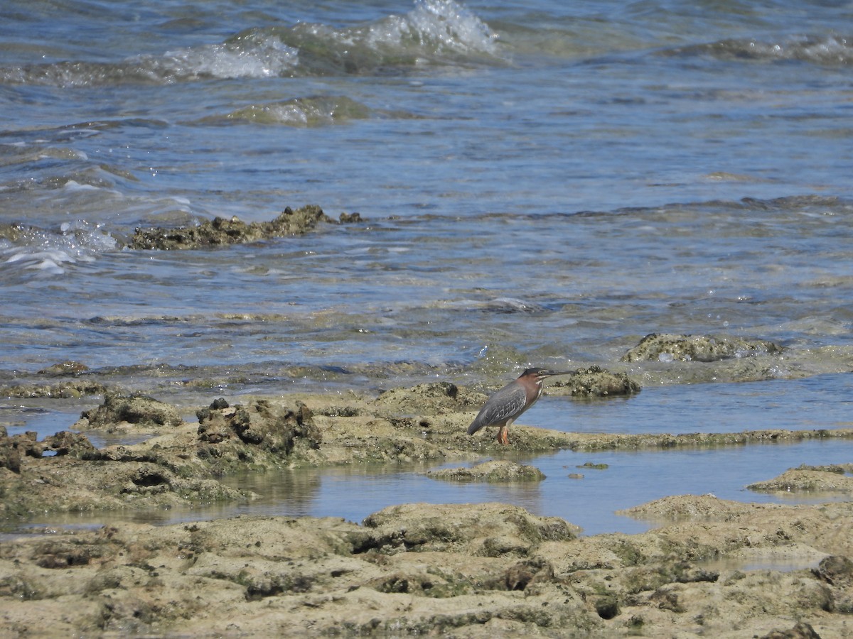 Green Heron - ML620701886