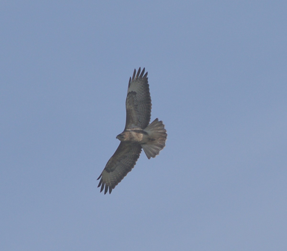 Common Buzzard - ML620701889