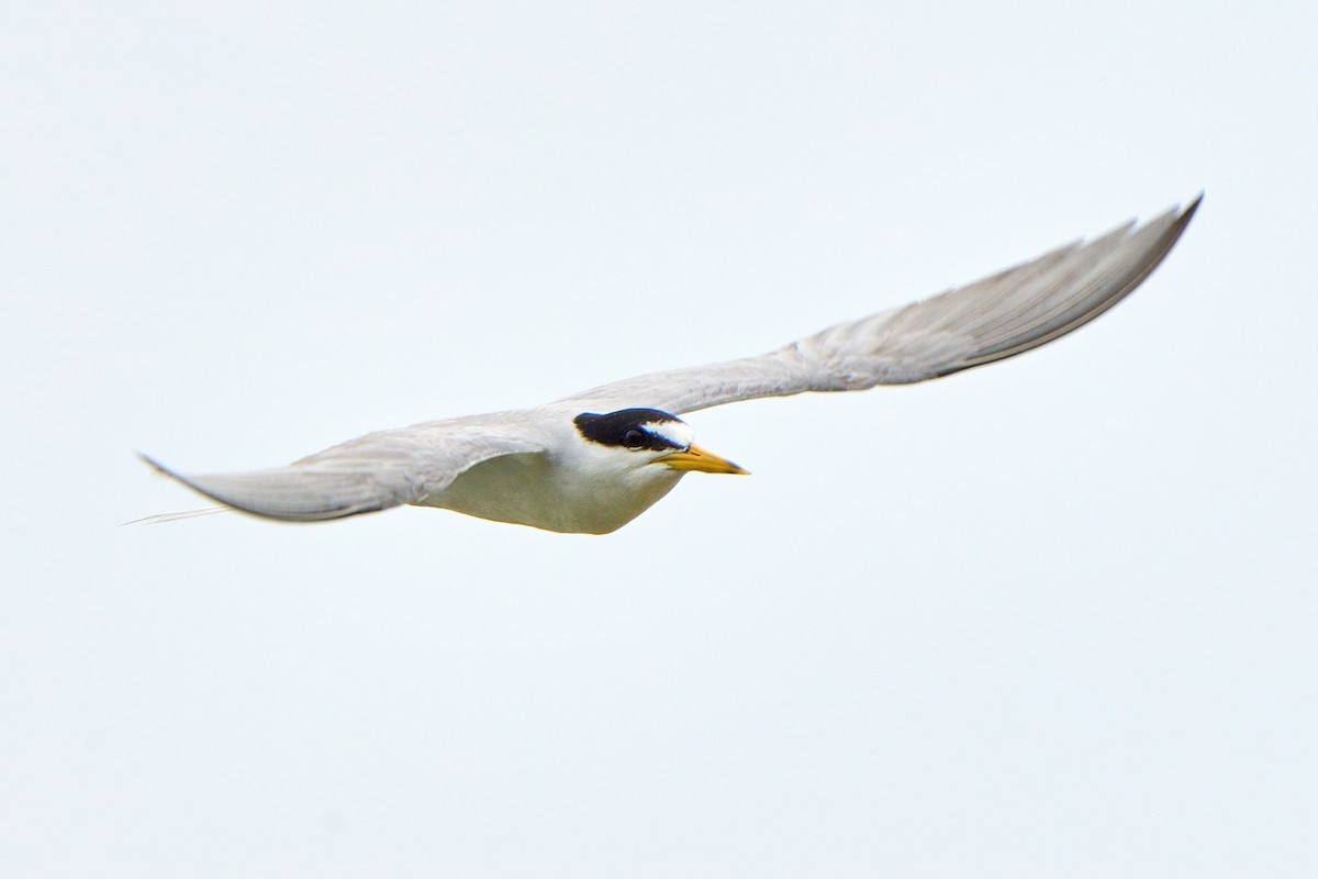 Little Tern - Yuh Woei Chong