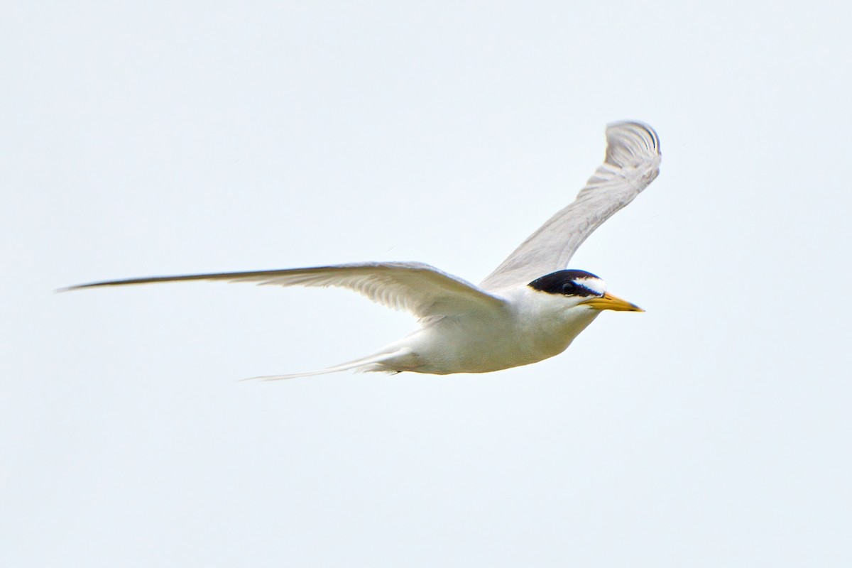 Little Tern - ML620701897