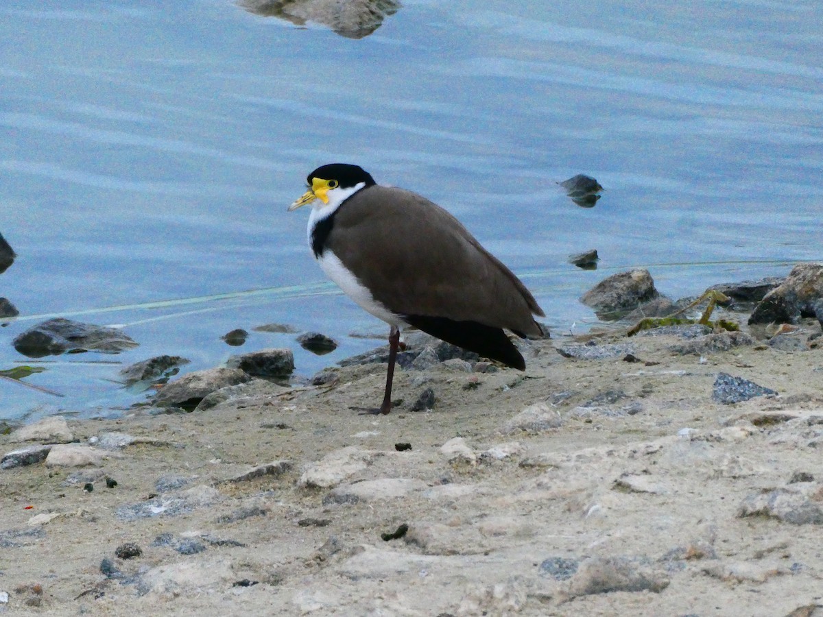 Masked Lapwing - Lev Ramchen