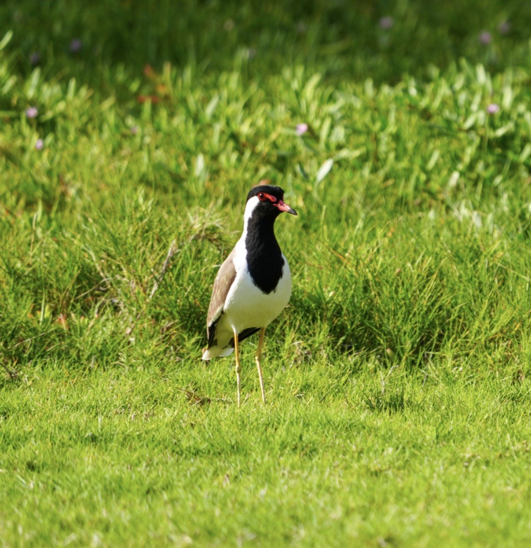 Red-wattled Lapwing - ML620701903