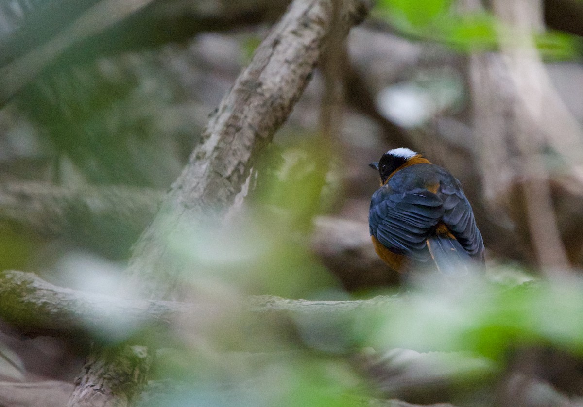 Snowy-crowned Robin-Chat - ML620701904