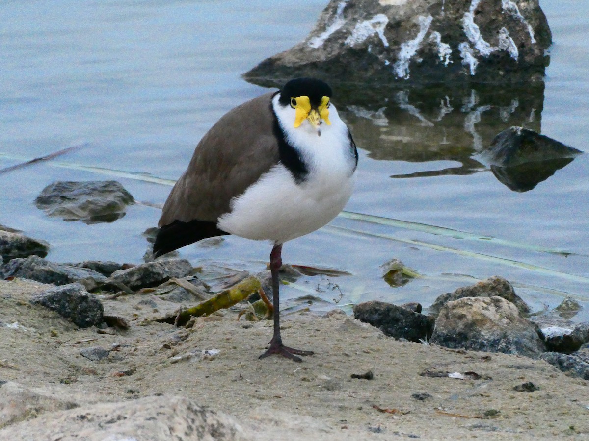 Masked Lapwing - ML620701906