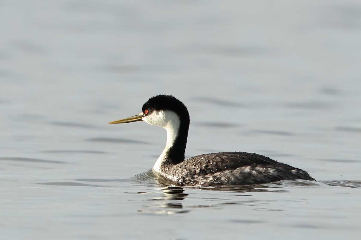 Western Grebe - ML620701907