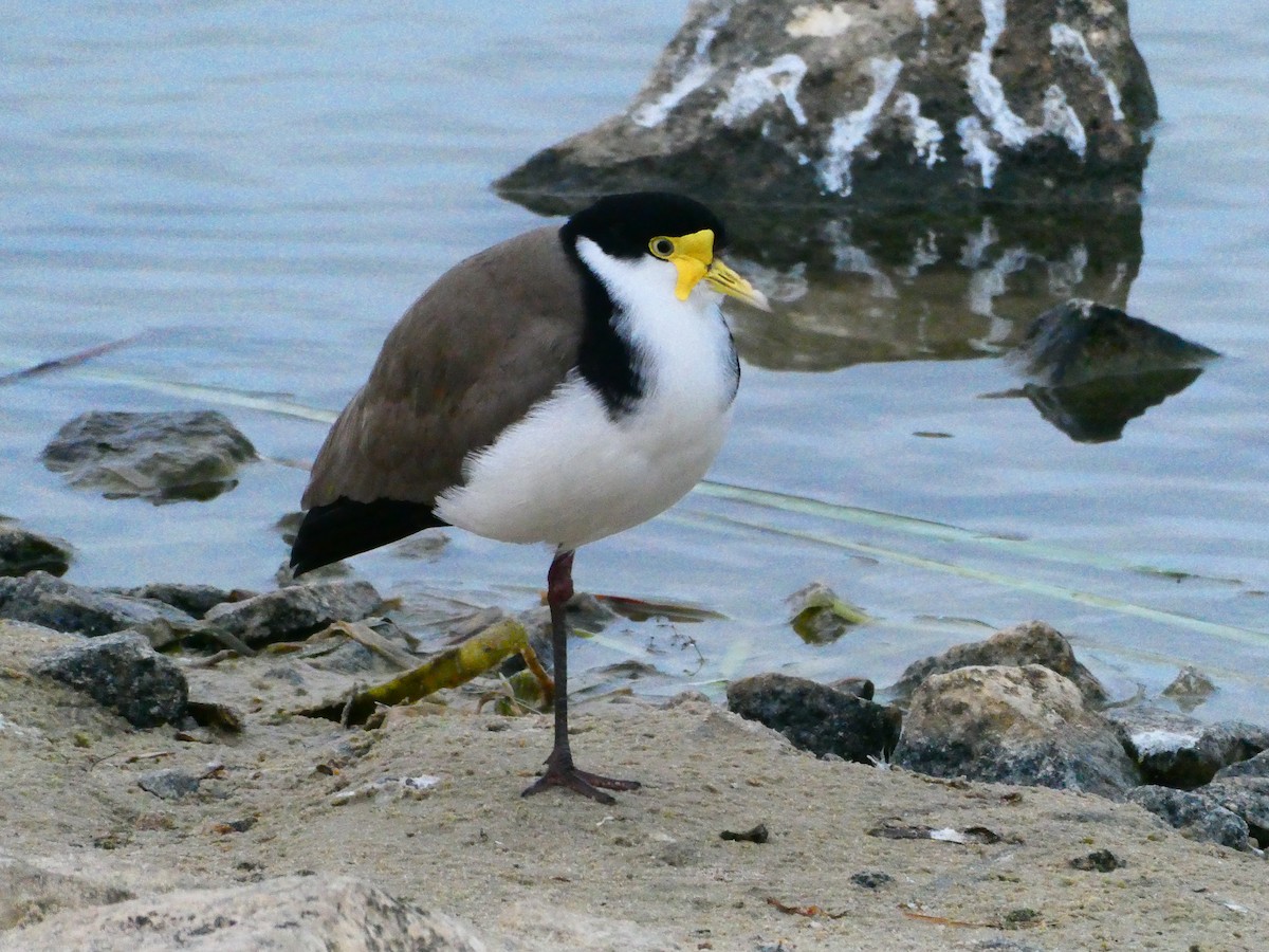 Masked Lapwing - ML620701911