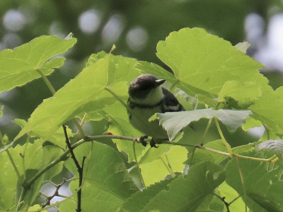 Blauwaldsänger - ML620701912