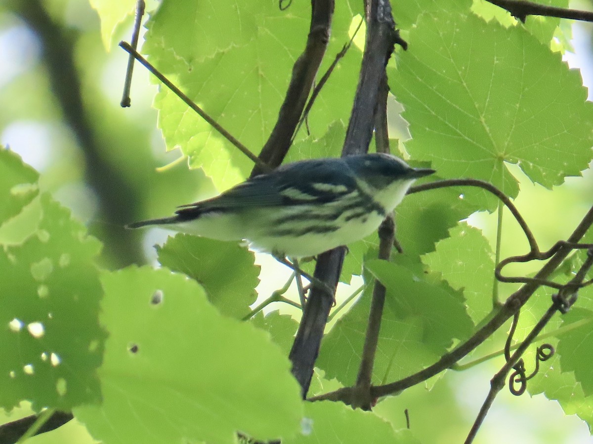 Cerulean Warbler - Angela Romanczuk