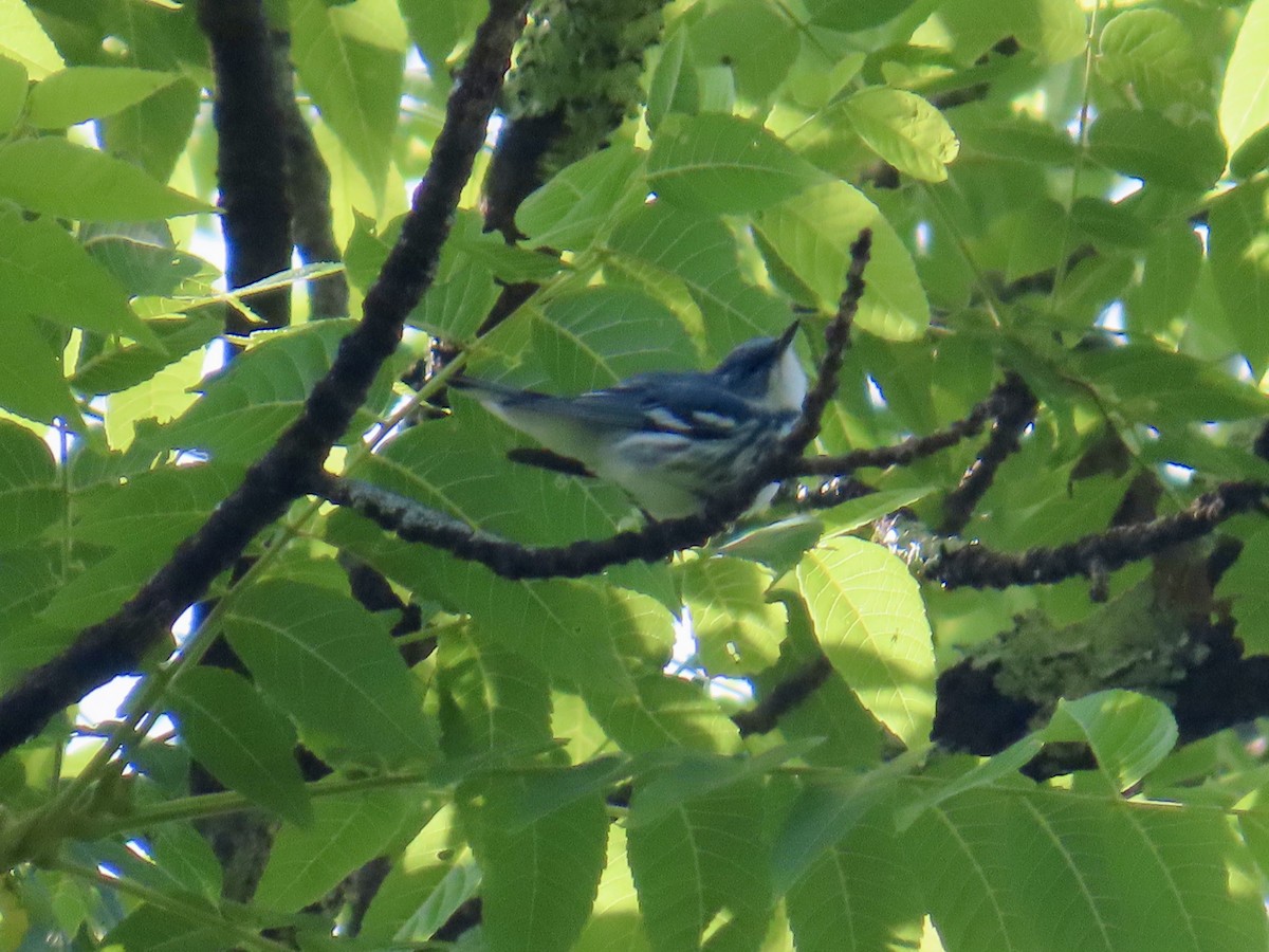 Cerulean Warbler - ML620701916