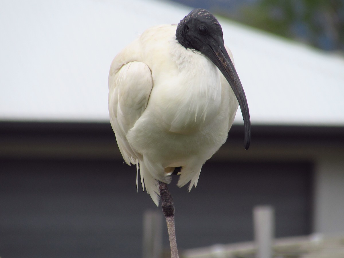 Australian Ibis - ML620701917