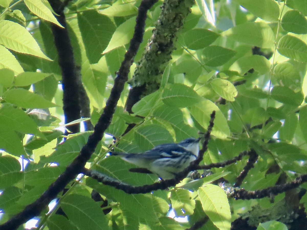 Cerulean Warbler - ML620701918