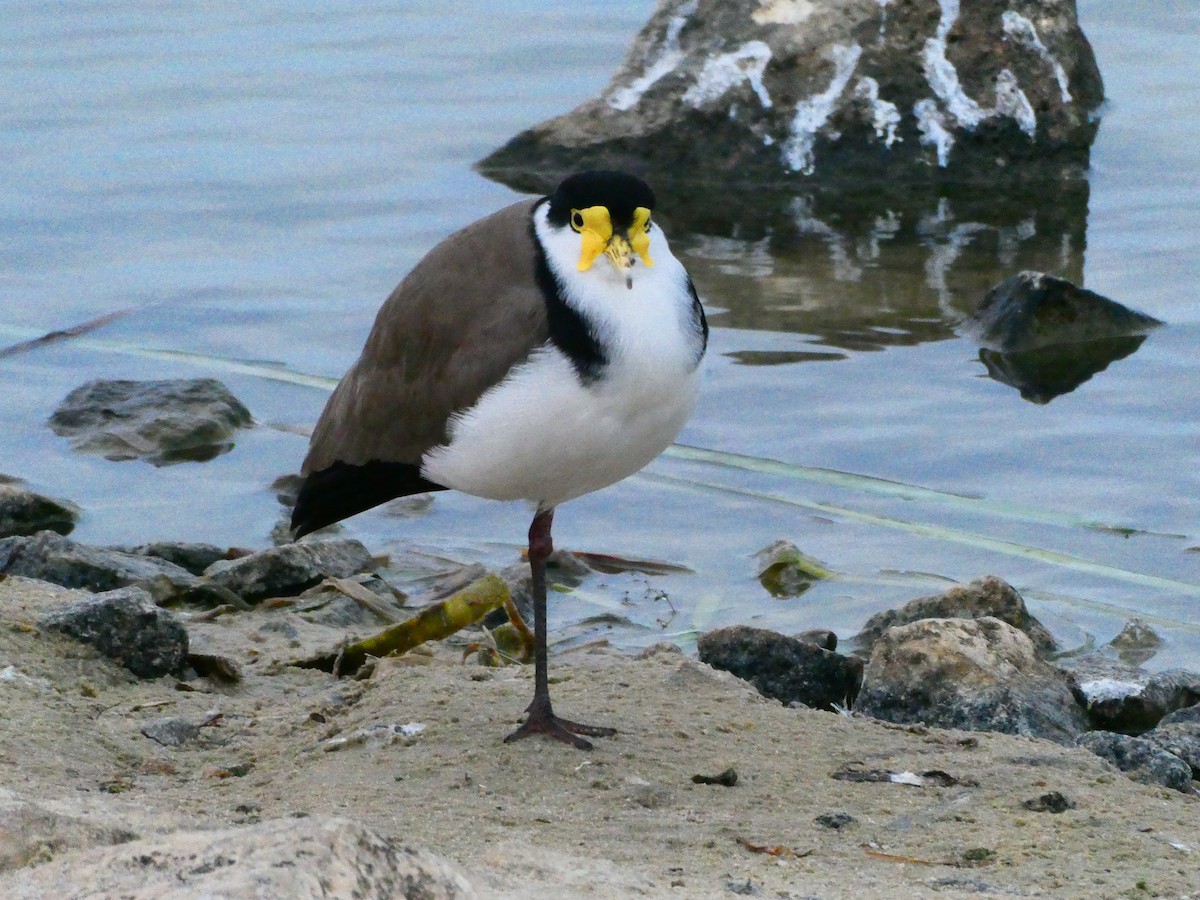 Masked Lapwing - ML620701919