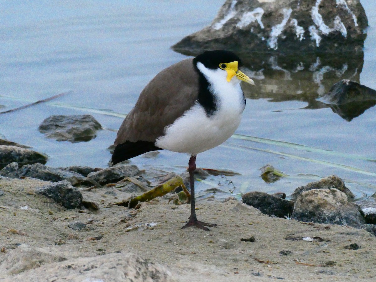 Masked Lapwing - ML620701921