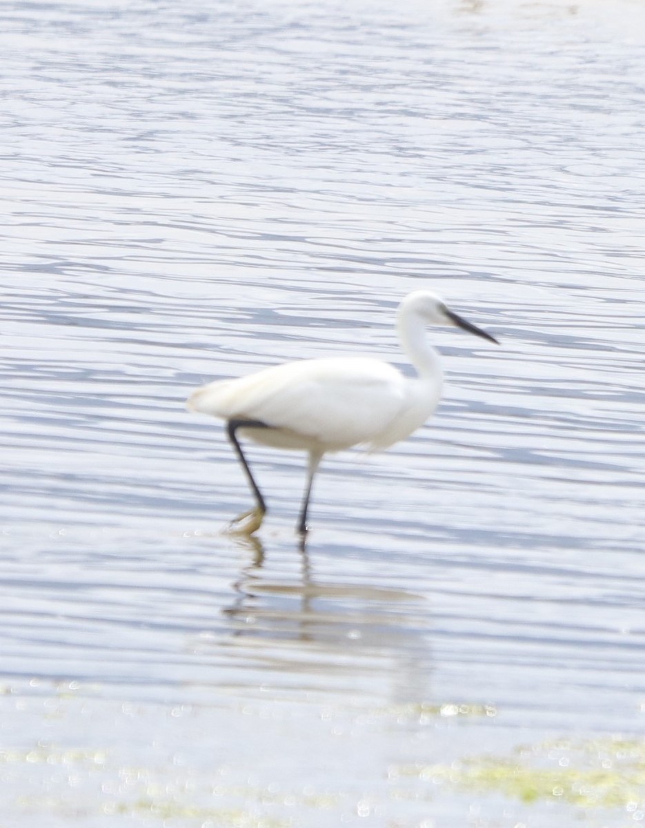 Little Egret - Manuel Angel Agulla Núñez