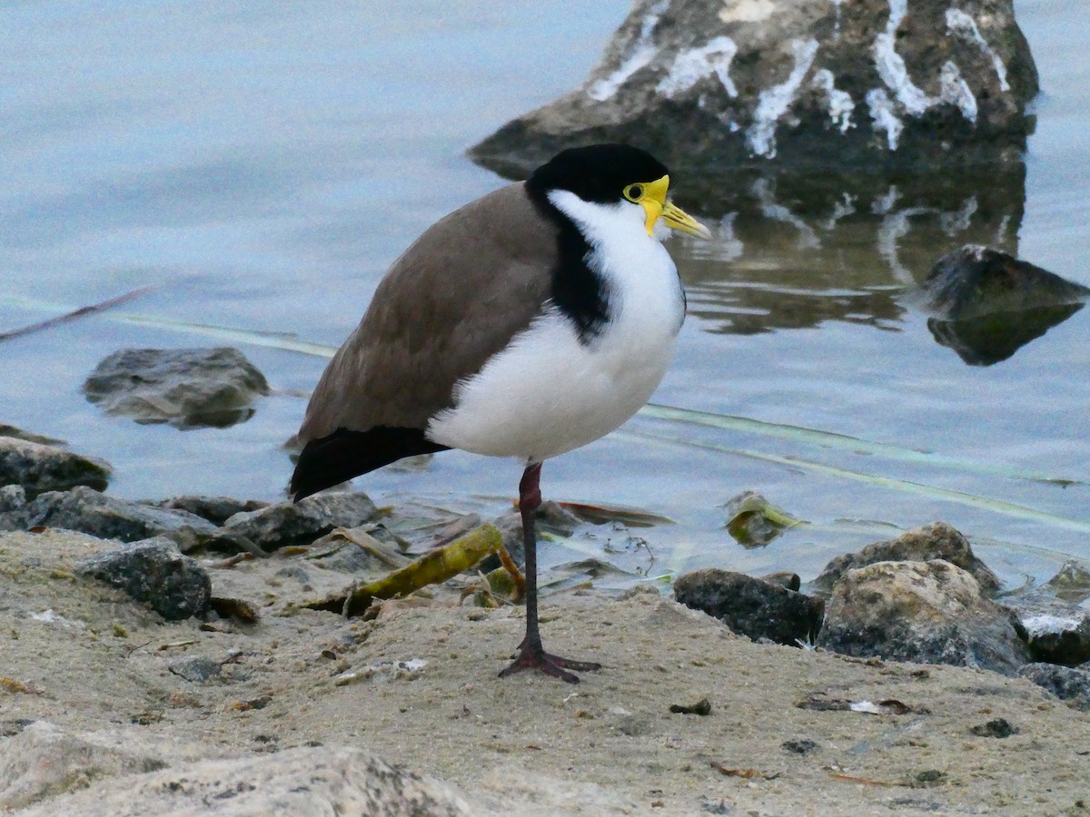 Masked Lapwing - ML620701924