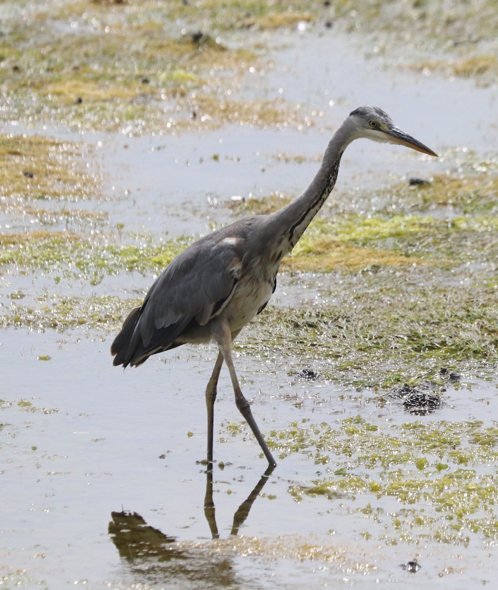 Gray Heron - ML620701925