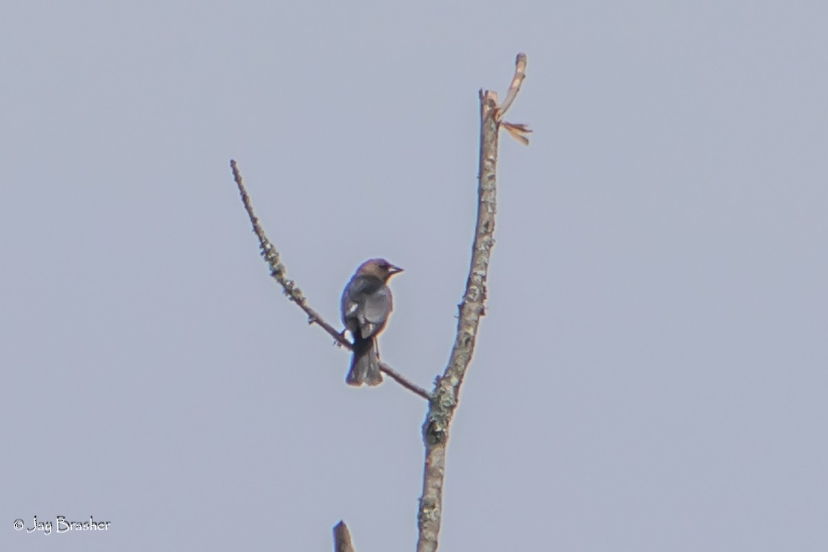 Brown-headed Cowbird - ML620701927