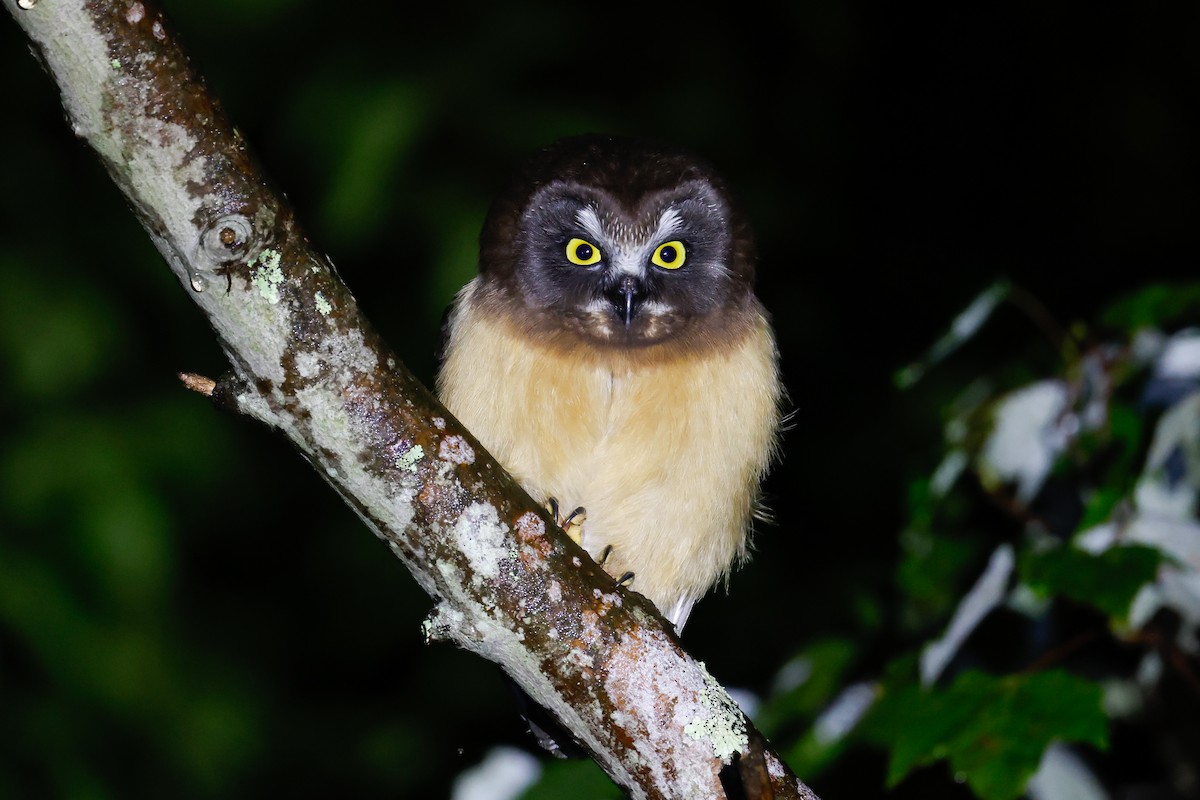 Northern Saw-whet Owl - ML620701928