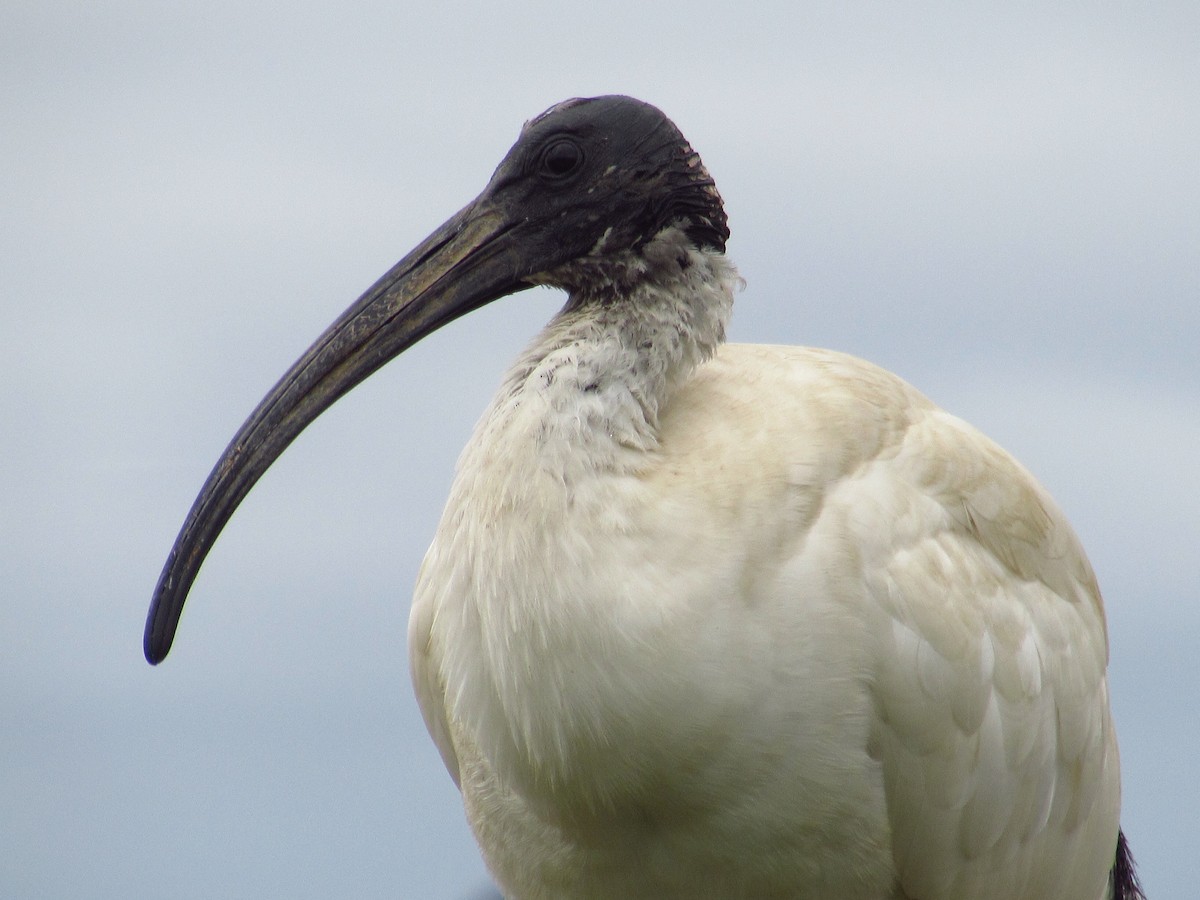 ibis australský - ML620701930