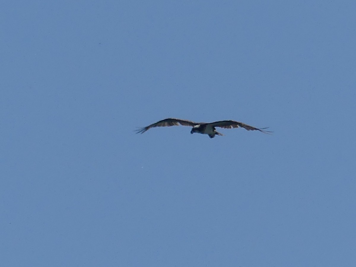 Águila Pescadora - ML620701931