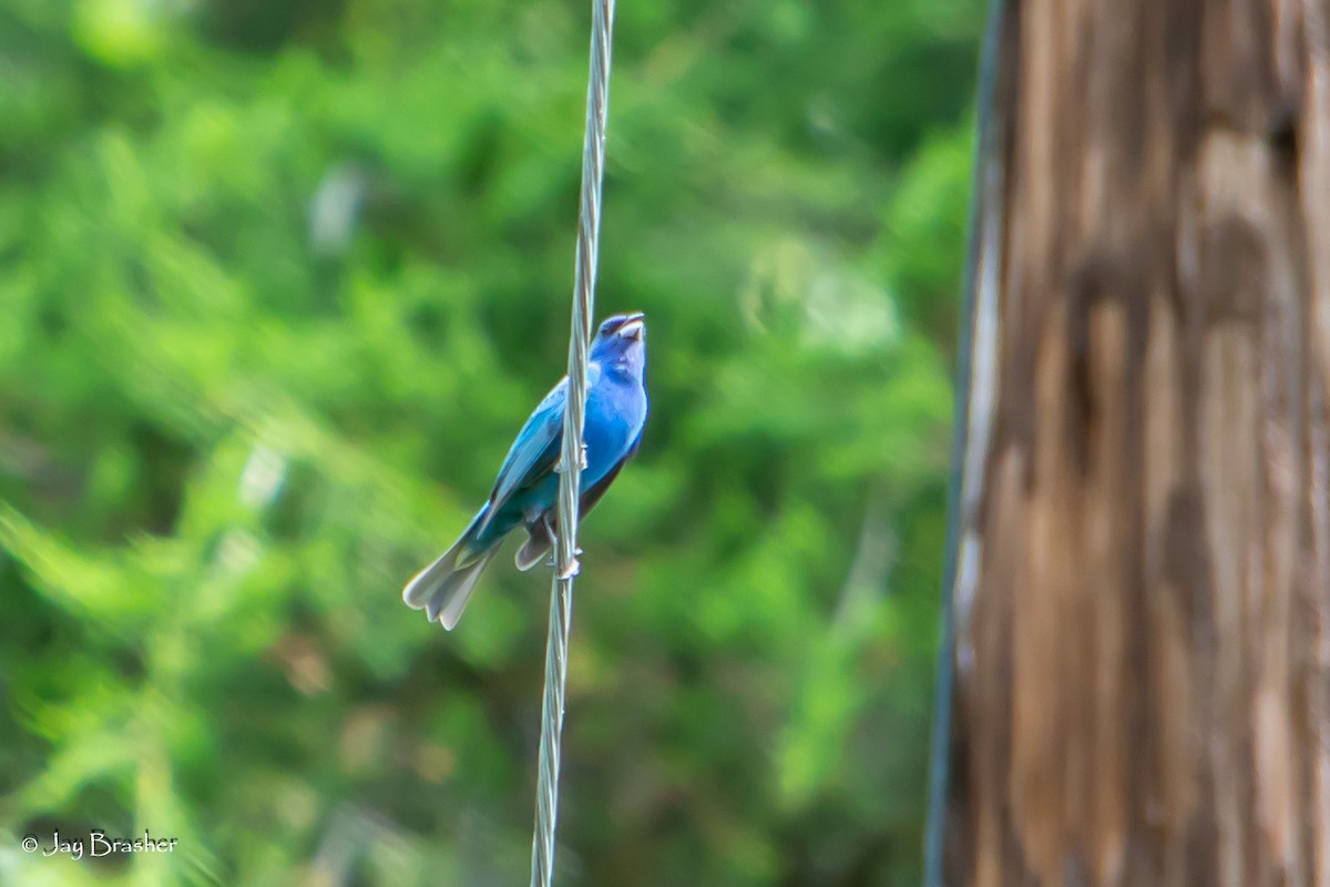 Indigo Bunting - ML620701933