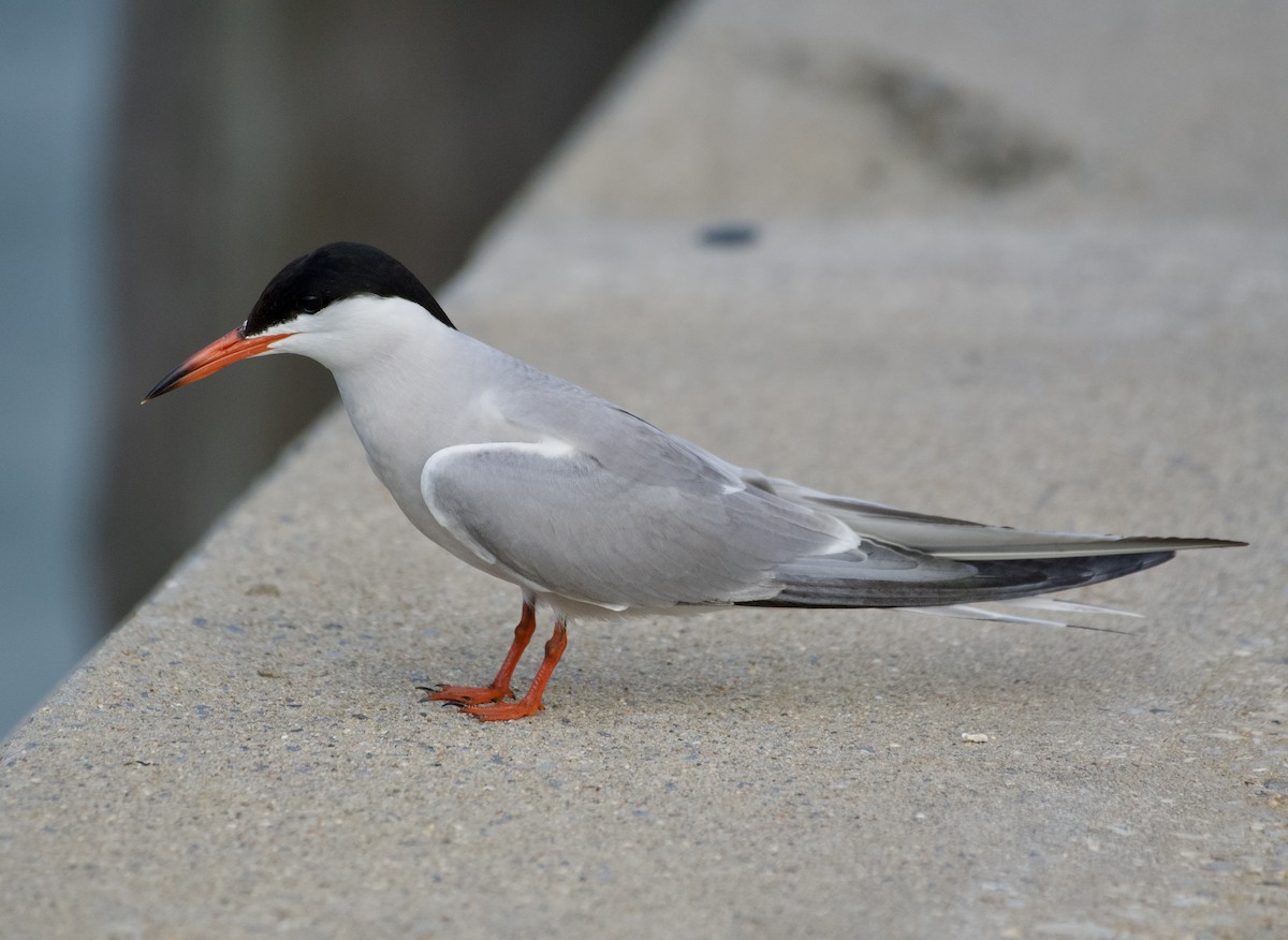 Common Tern - ML620701934