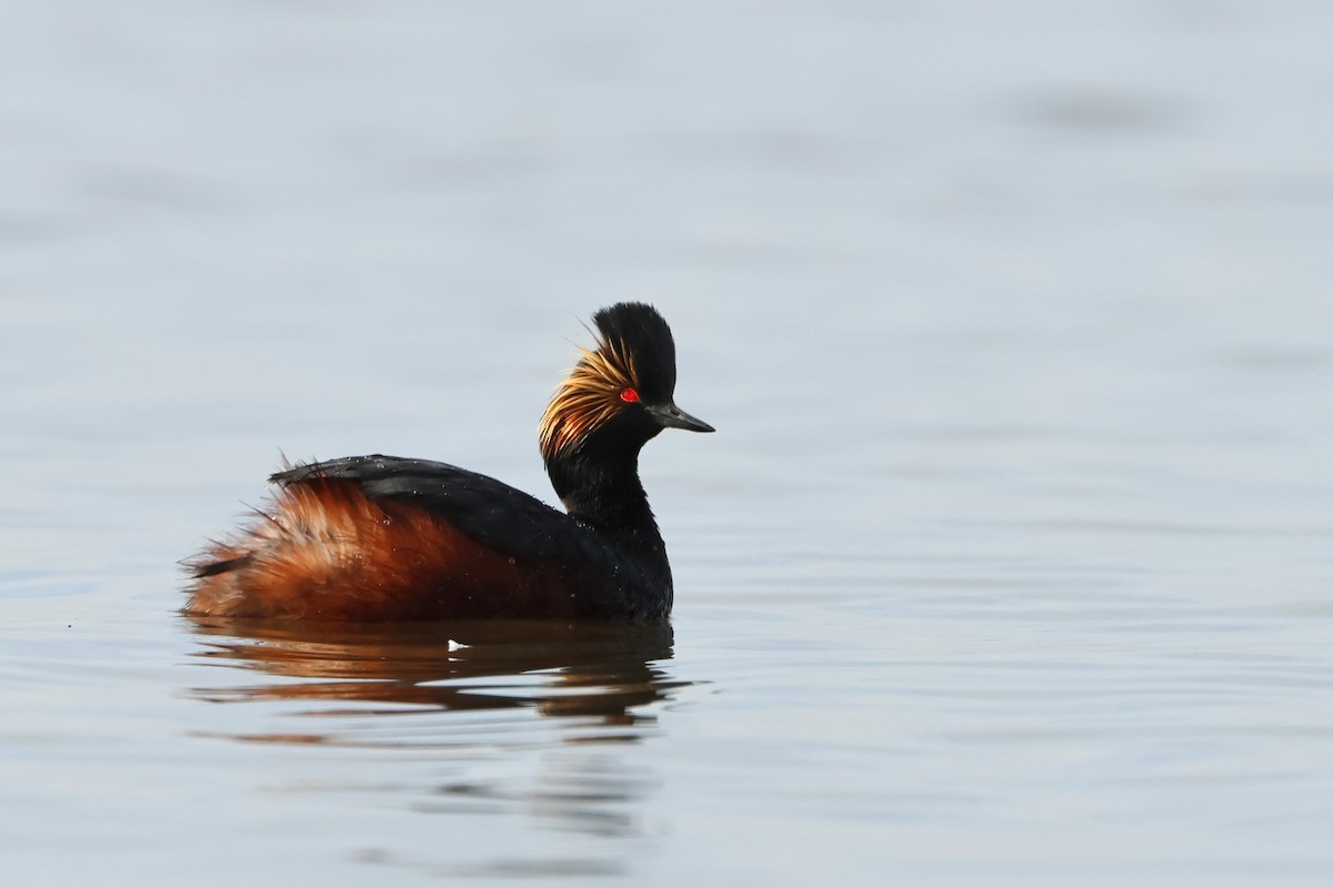 Eared Grebe - ML620701935